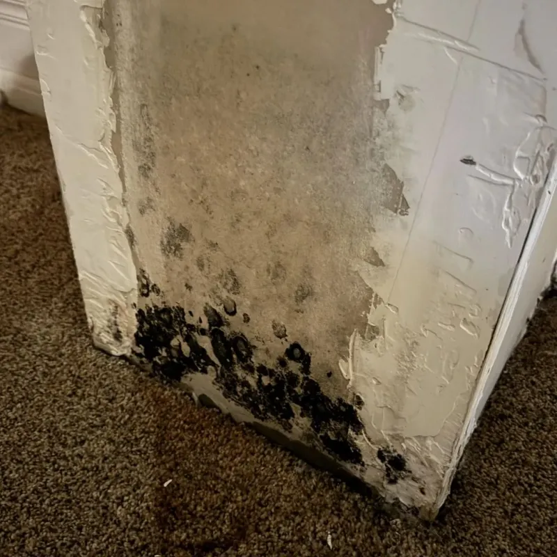 Professional Mold Removal in Tuftonboro, NH